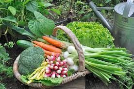 2022 Grow Your Own Vegetables